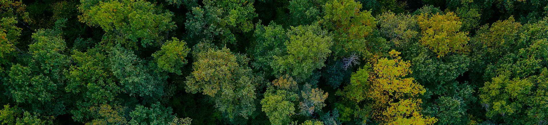 SÜRDÜRÜLEBİLİRLİK